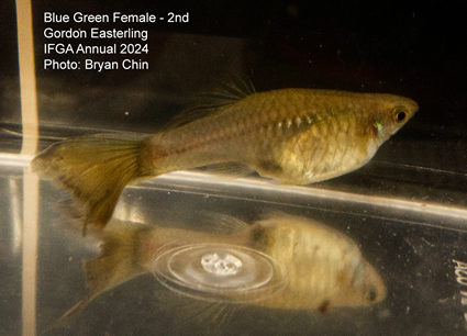 female guppy blue green